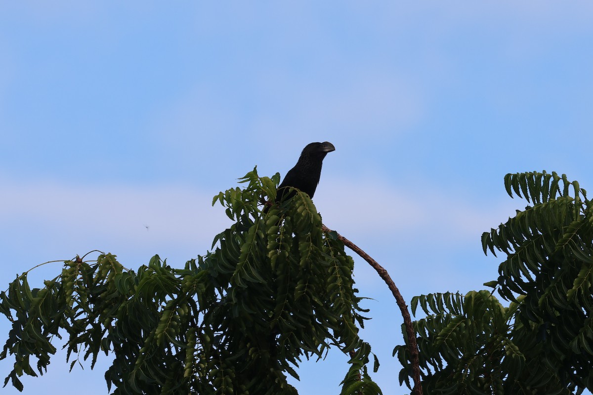 Garrapatero Aní - ML646820656