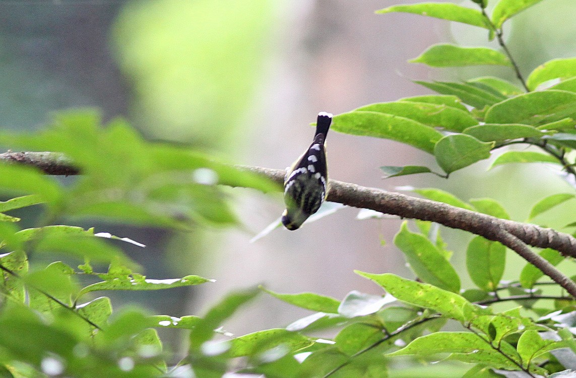 Mésange élégante - ML646820657