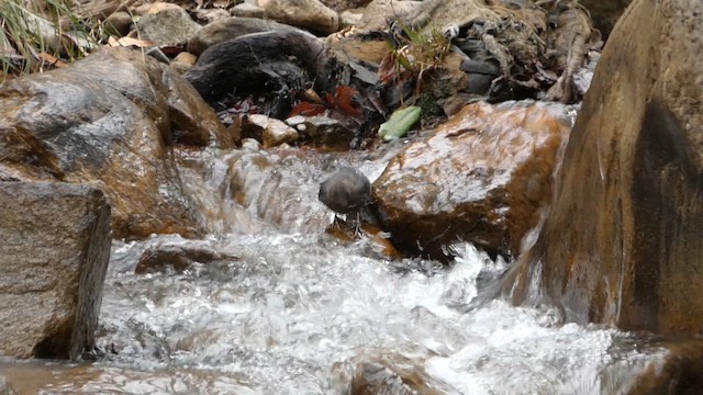 skorec šedý - ML646820658