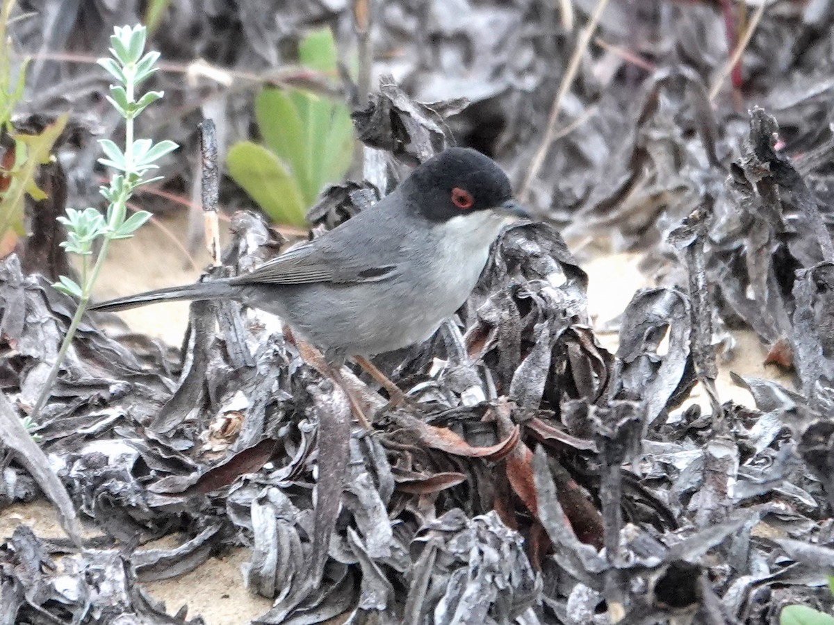 Sardinian Warbler - ML646820659
