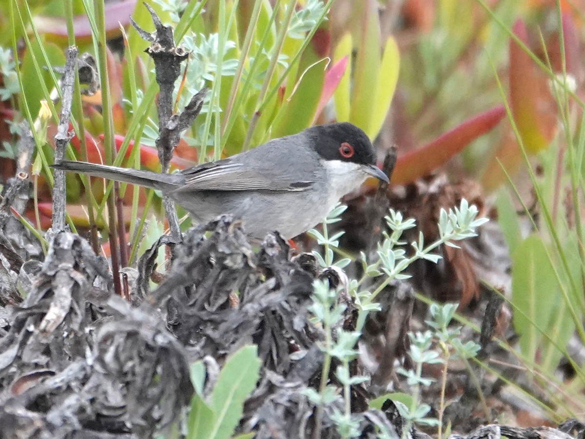Sardinian Warbler - ML646820660