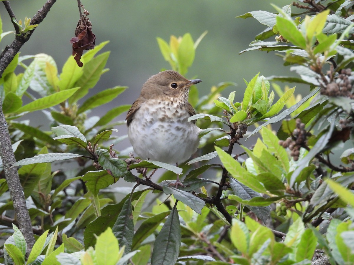 Bülbül Ardıcı - ML646820661