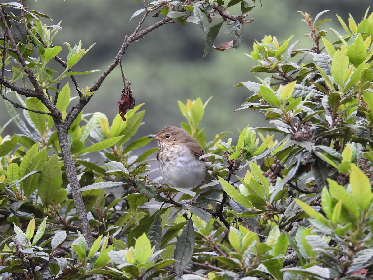 Bülbül Ardıcı - ML646820662