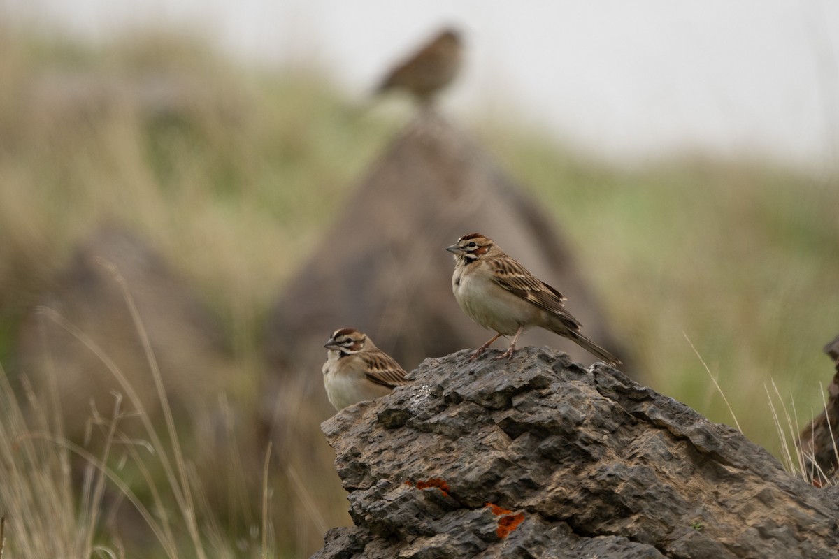 Chingolo Arlequín - ML646820664