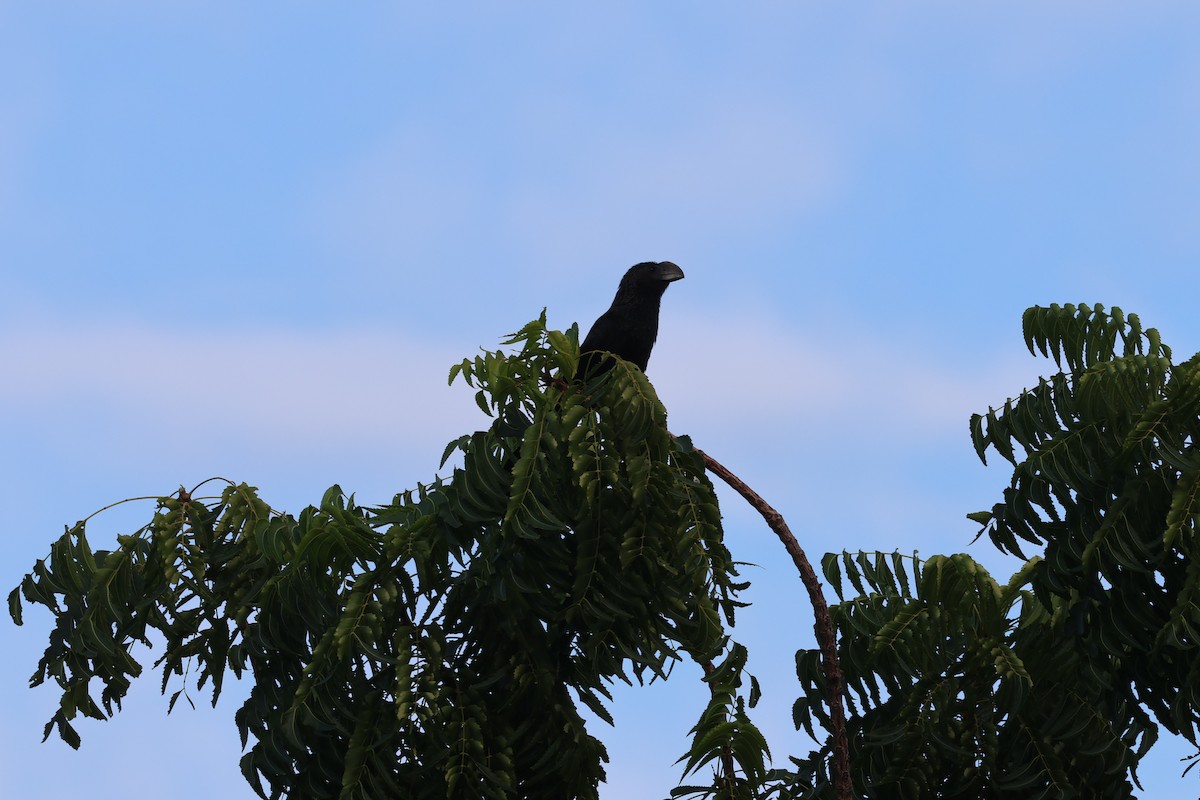 Garrapatero Aní - ML646820668