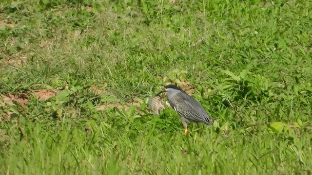 volavka malá - ML646820669