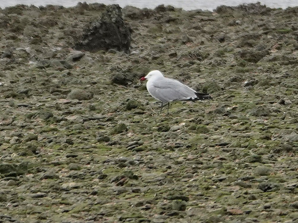 Audouin's Gull - ML646820671