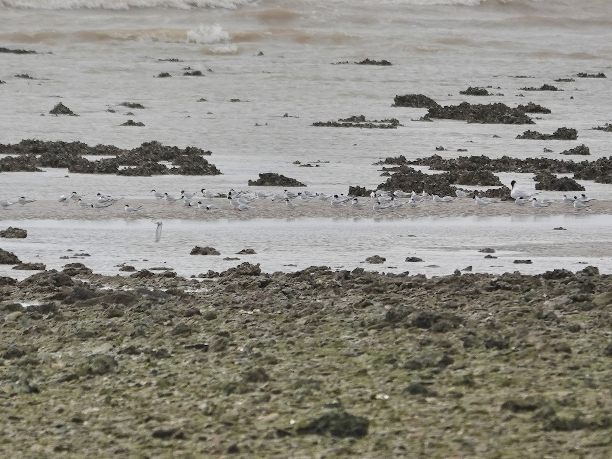 Zwergseeschwalbe - ML646820672