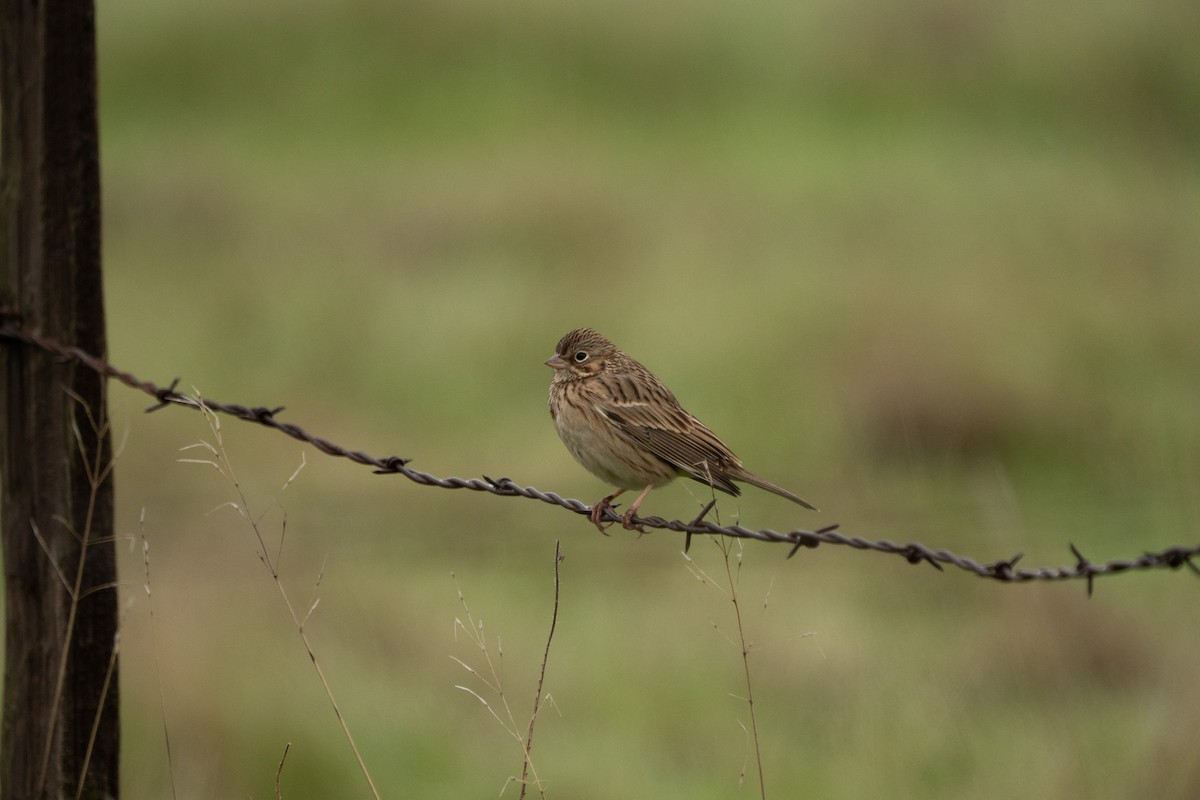 Chingolo Coliblanco - ML646820675