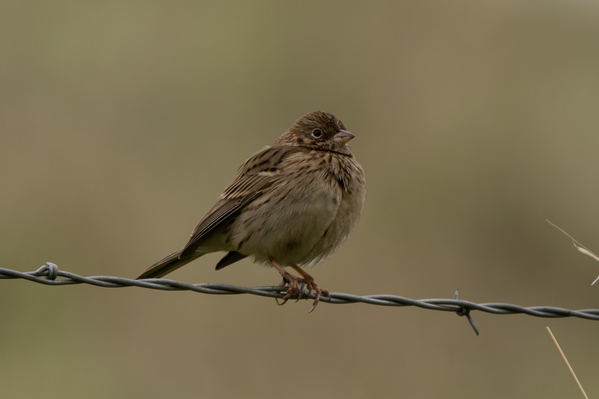 Chingolo Coliblanco - ML646820676