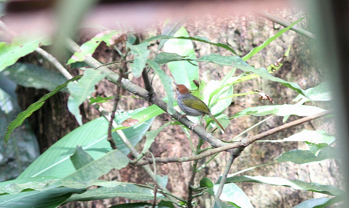 Couturière de Luçon - ML646820678