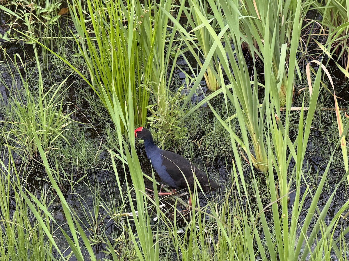 Australasian Swamphen - ML646820679