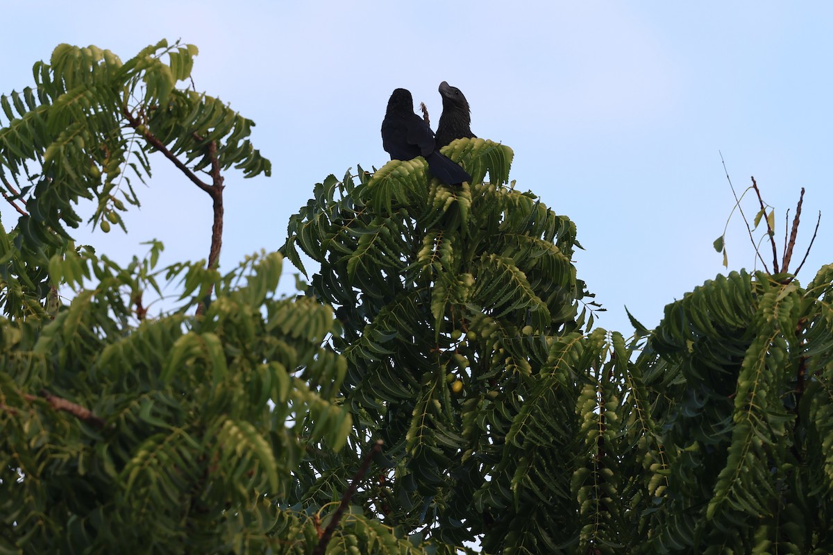 Garrapatero Aní - ML646820681