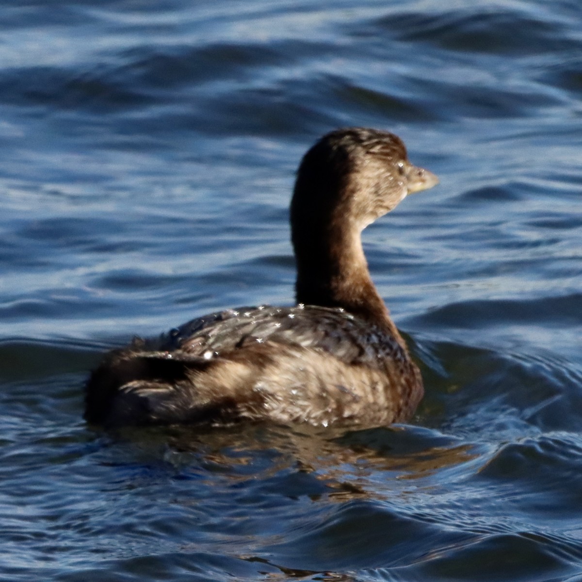 potápka americká - ML646820682