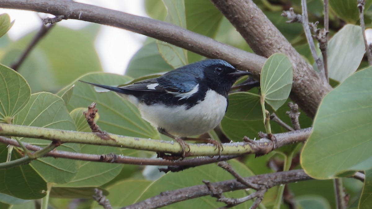 lesňáček modrohřbetý - ML646820683