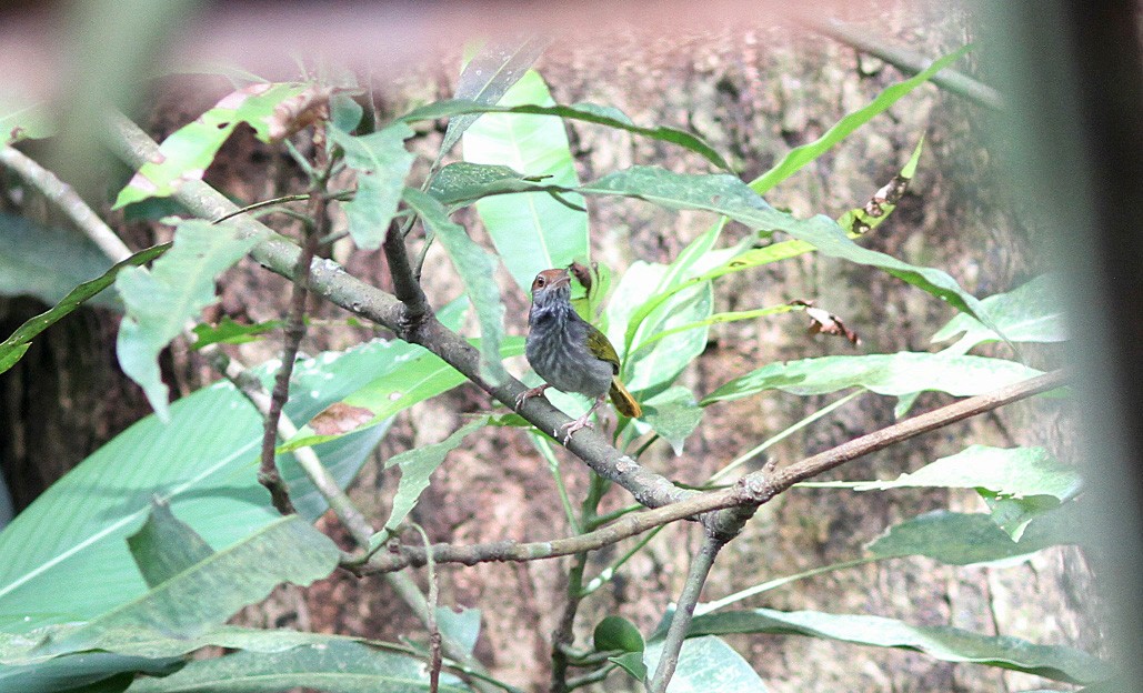 Couturière de Luçon - ML646820686