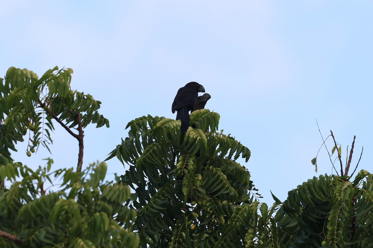 Garrapatero Aní - ML646820688