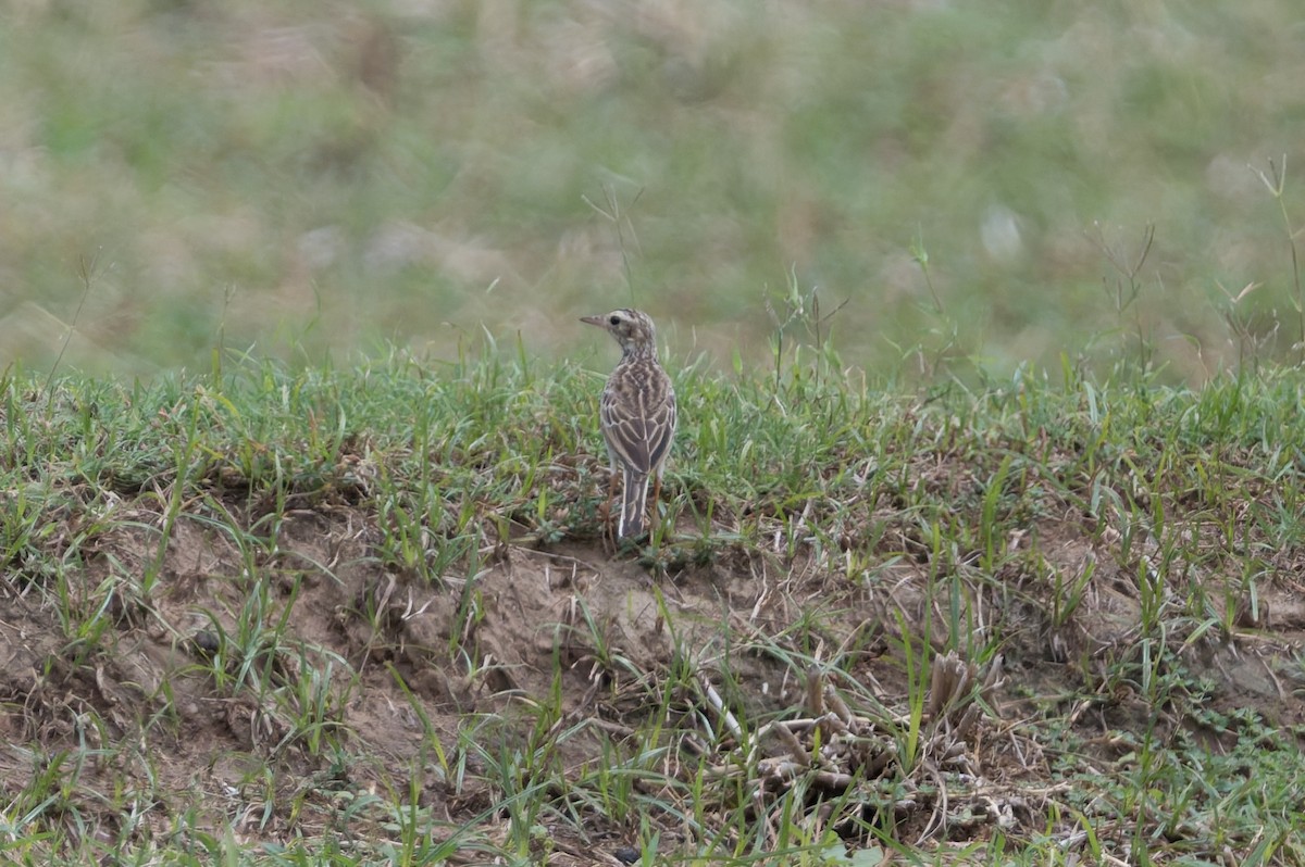 Paddyfield Pipit - ML646820690