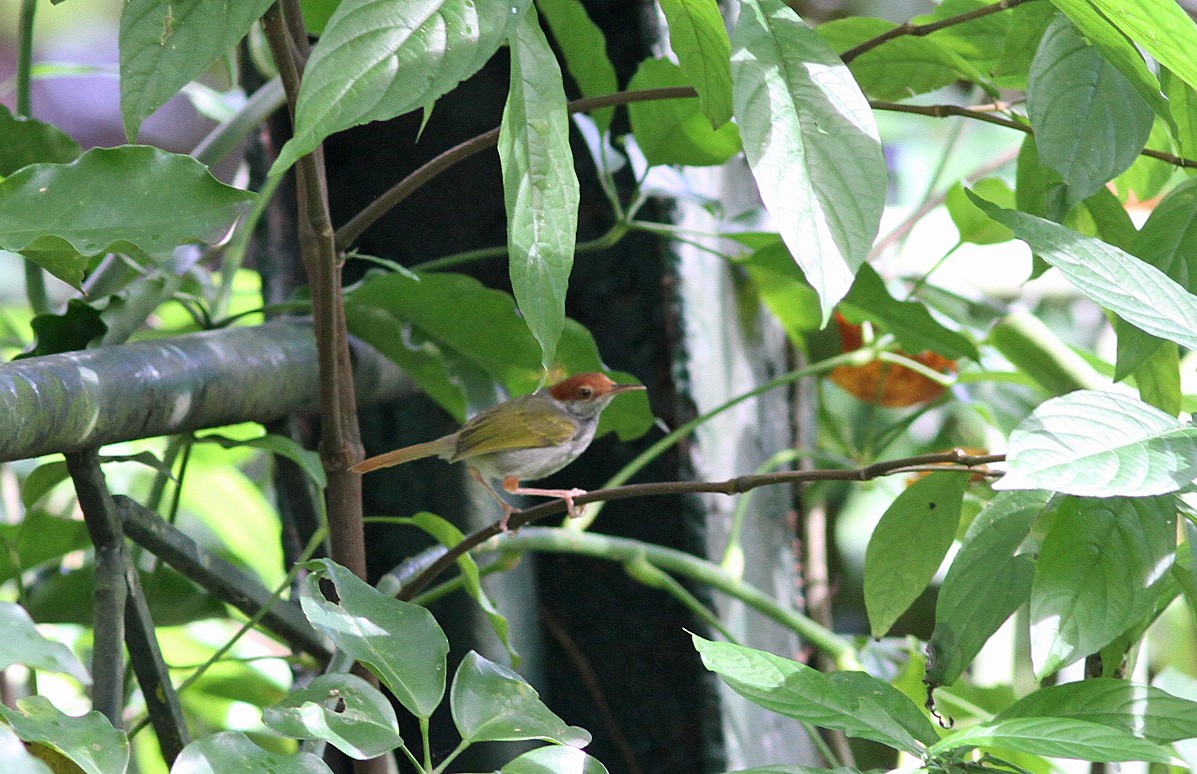 Couturière de Luçon - ML646820691