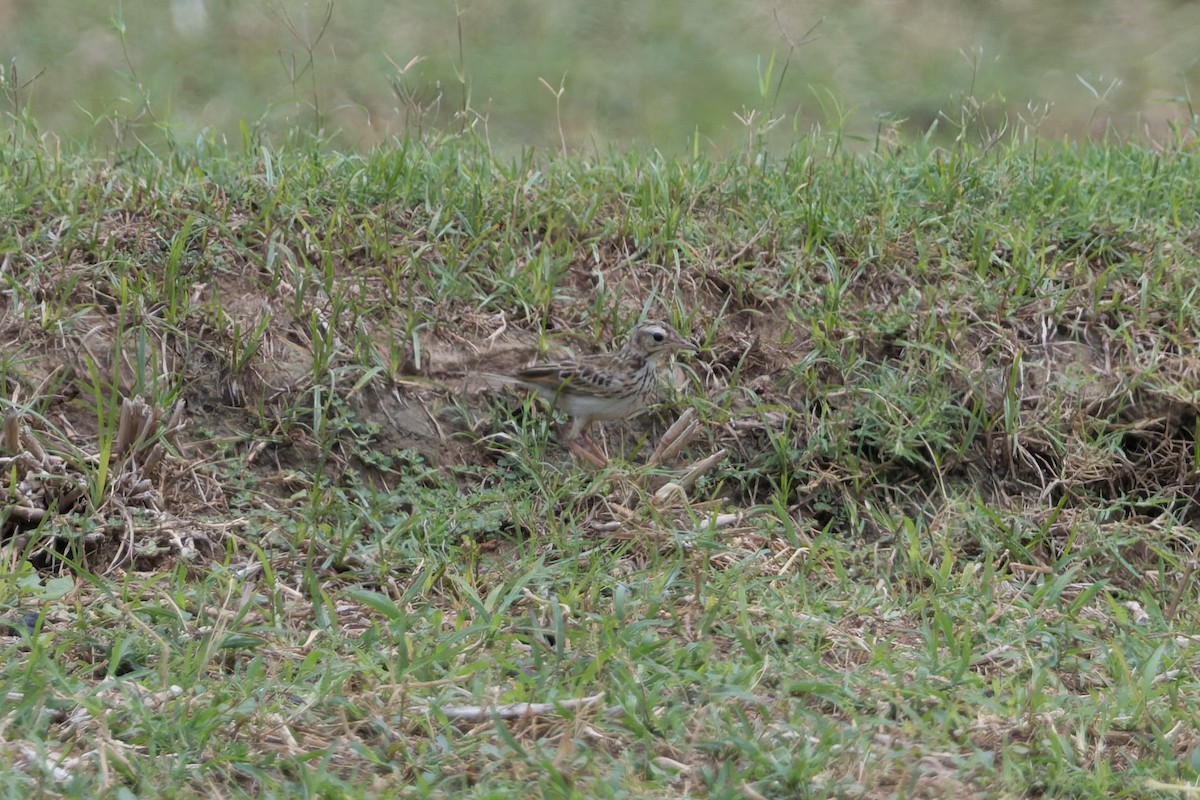 Paddyfield Pipit - ML646820694