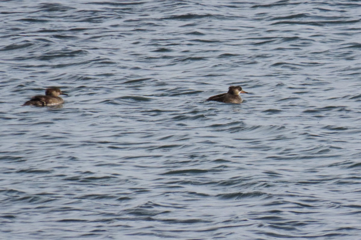 Hooded Merganser - ML646820695