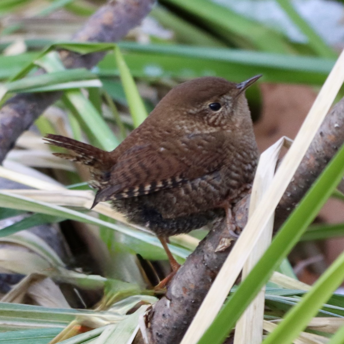 střízlík kanadský - ML646820696