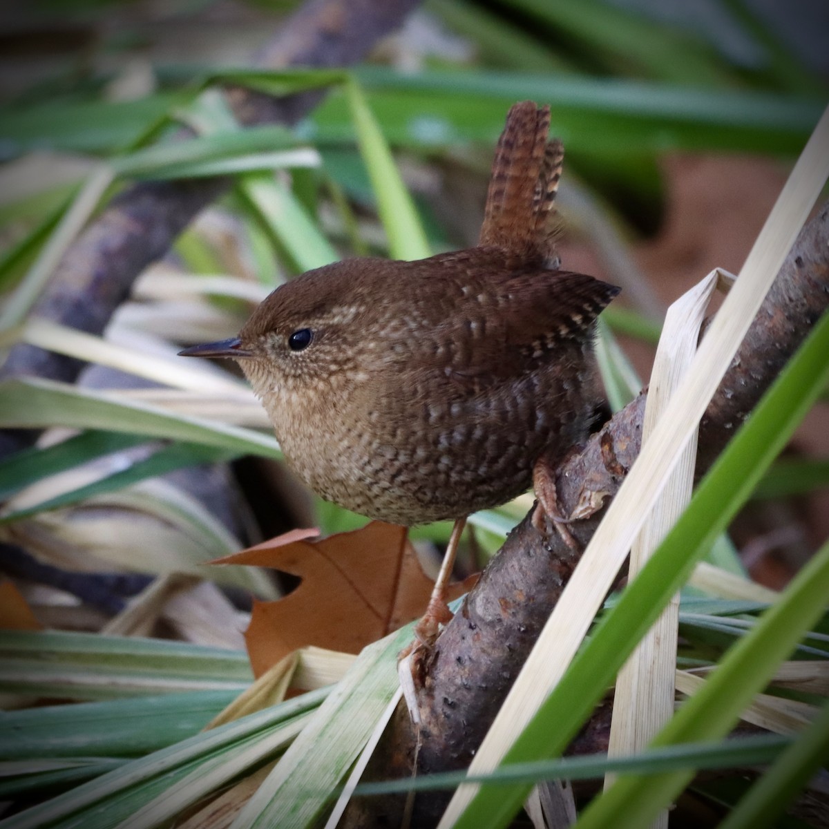 střízlík kanadský - ML646820697