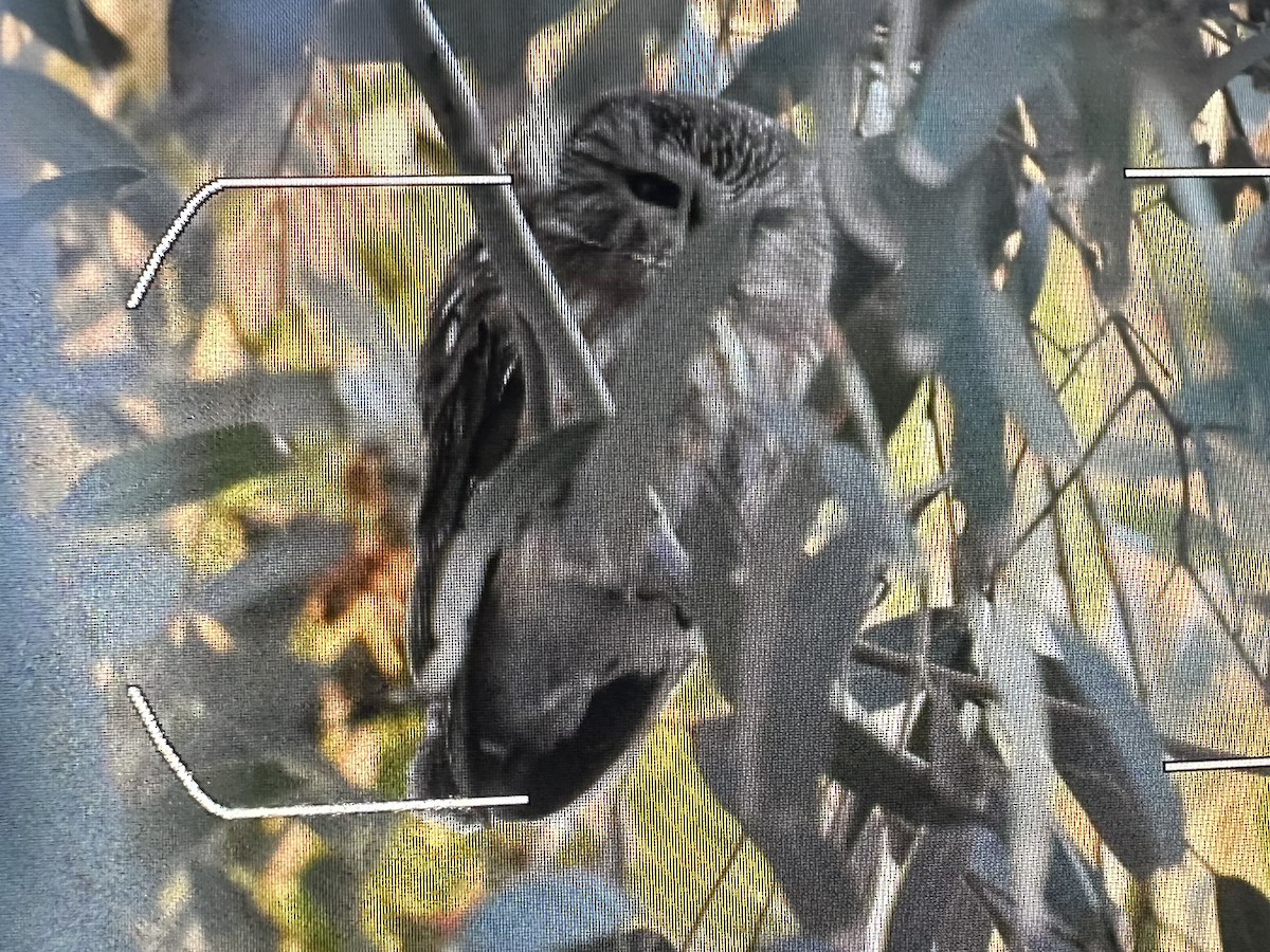 Northern Saw-whet Owl - ML646820698