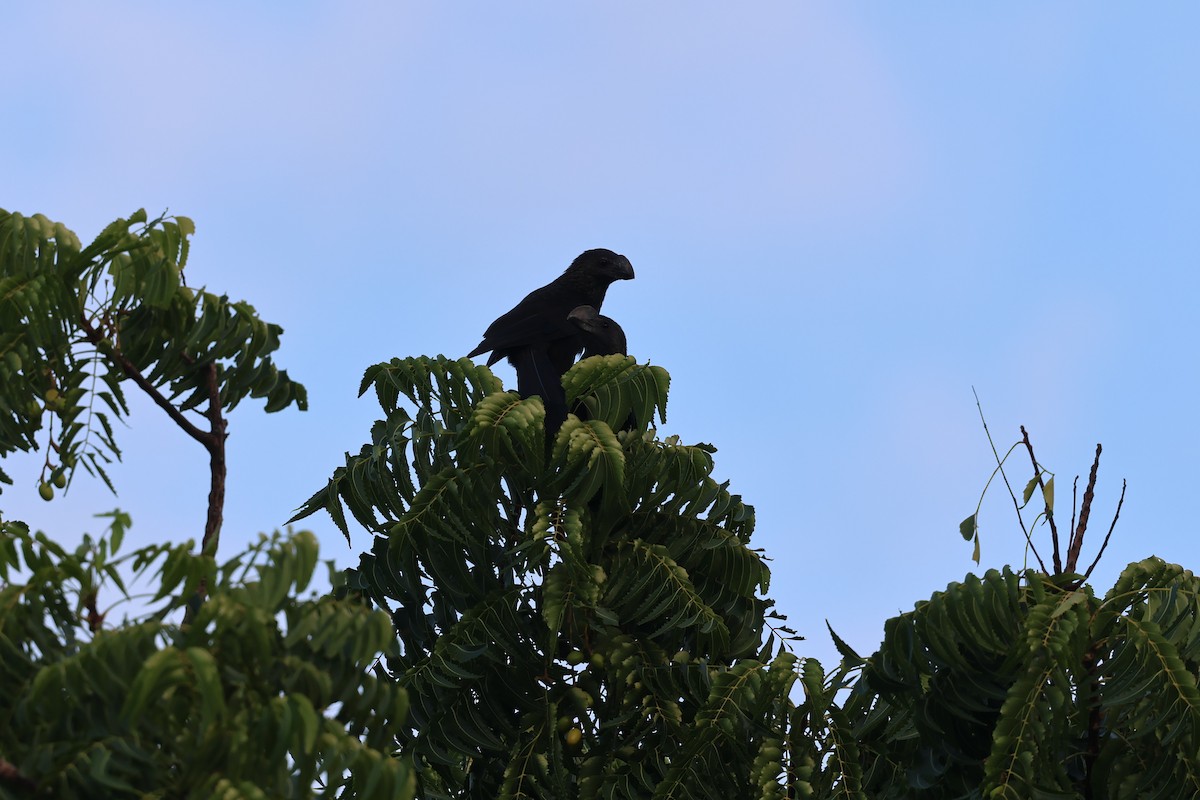 Garrapatero Aní - ML646820701