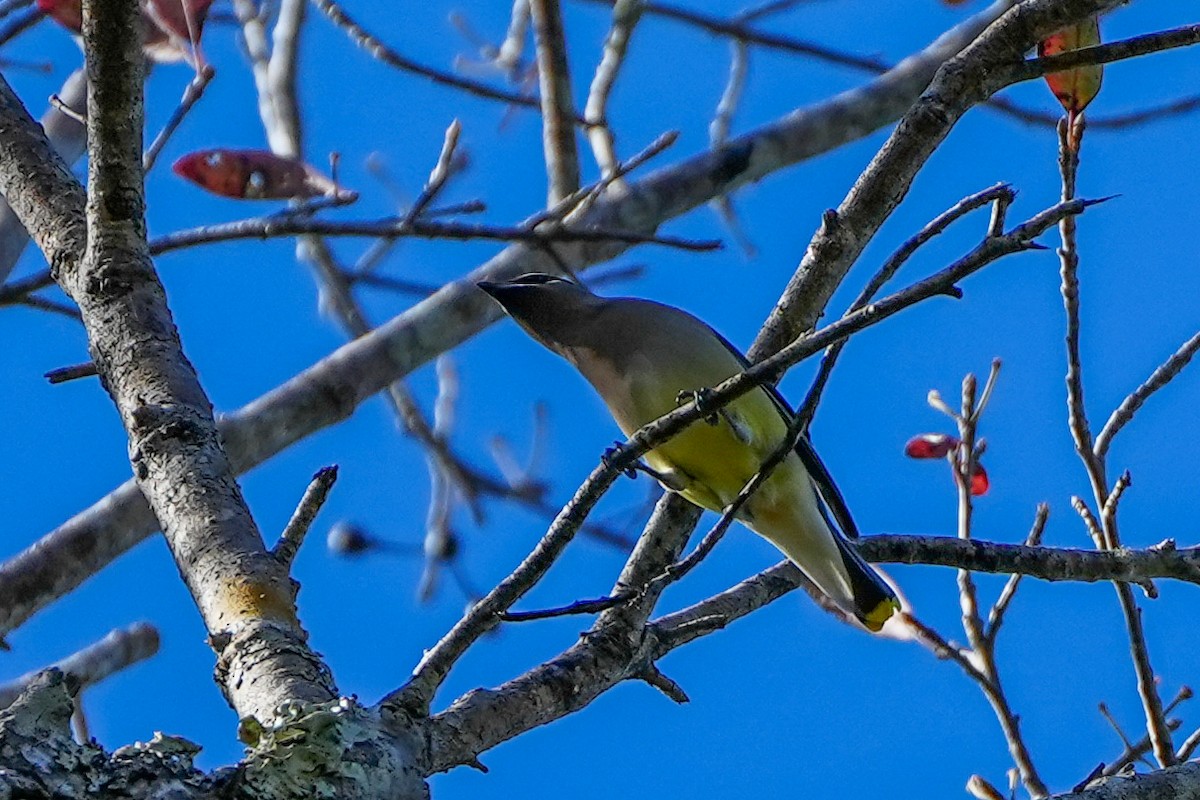 einersidensvans - ML646820704