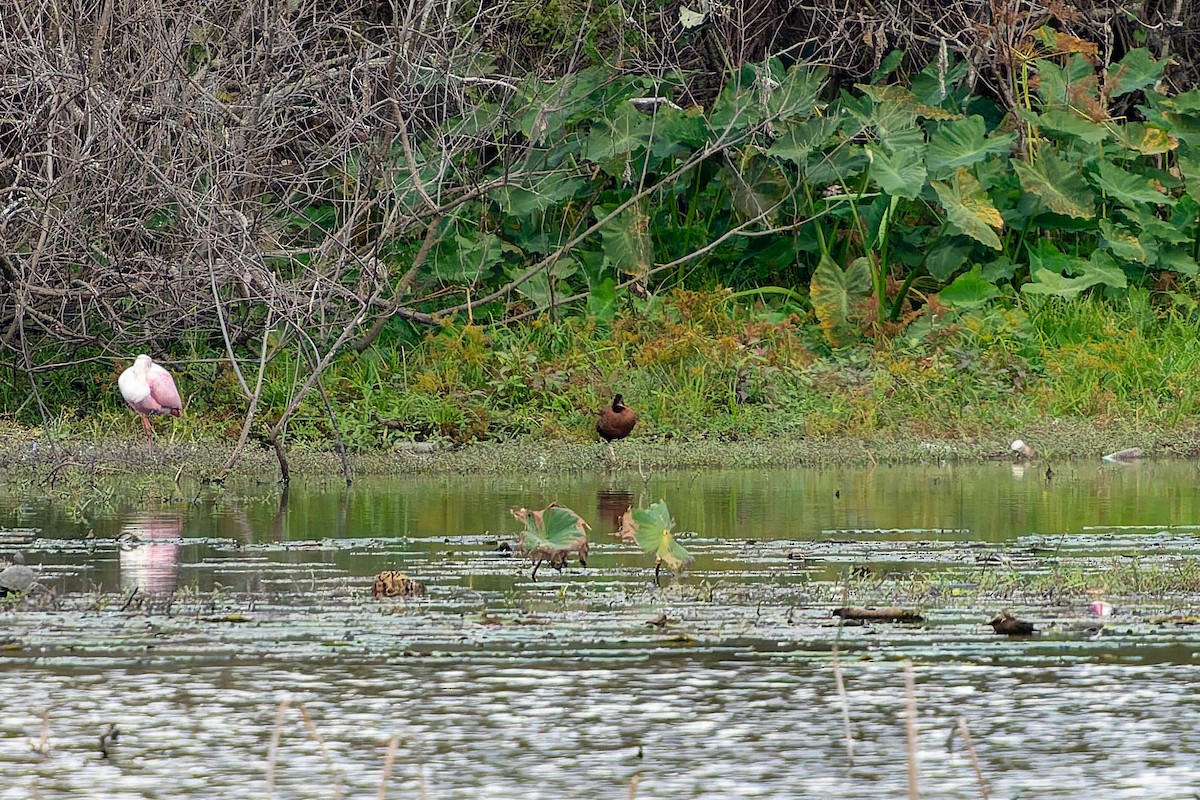 Black-bellied Whistling-Duck - ML646820705