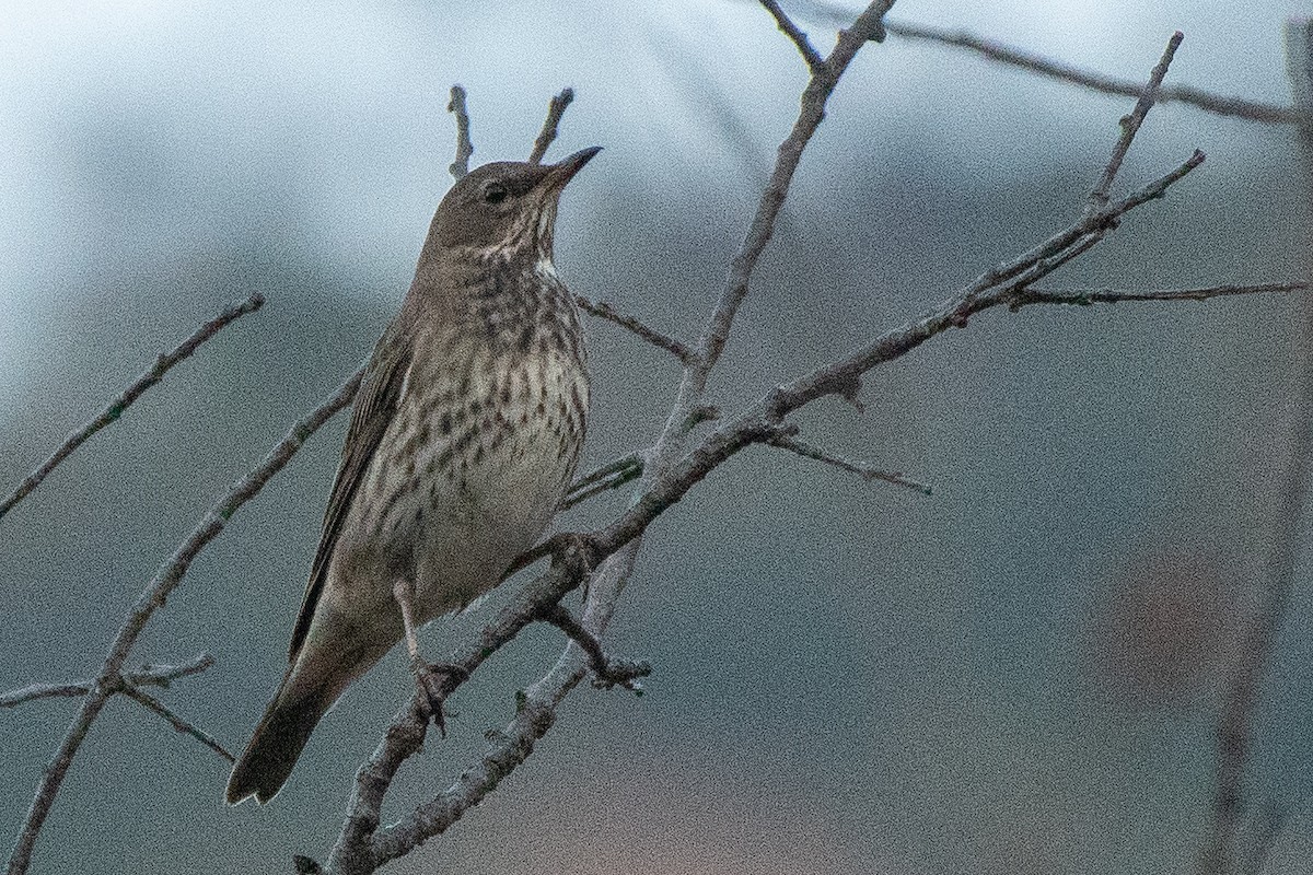 Black-throated Thrush - ML646820706