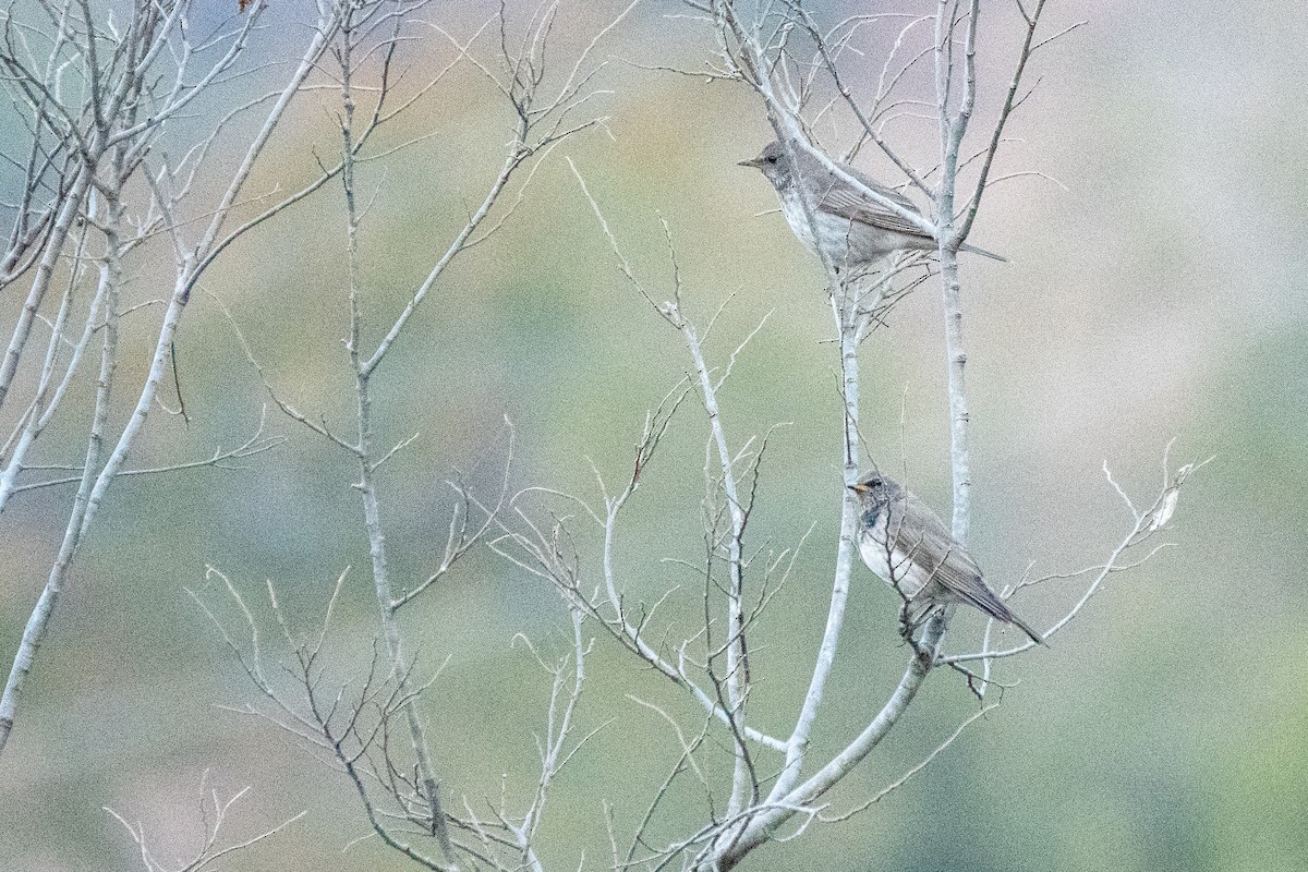 Black-throated Thrush - ML646820707