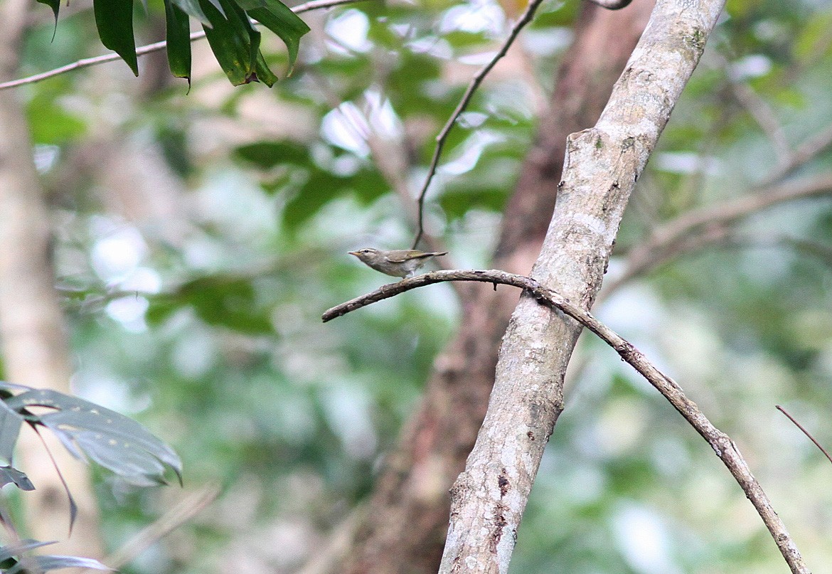 Pouillot boréal - ML646820708