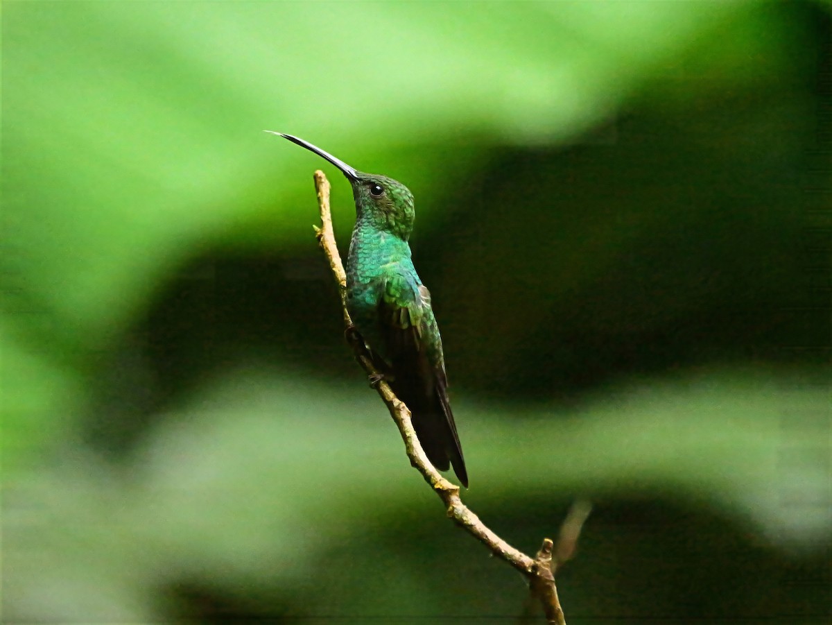 Colibrí de Buffon - ML646820711