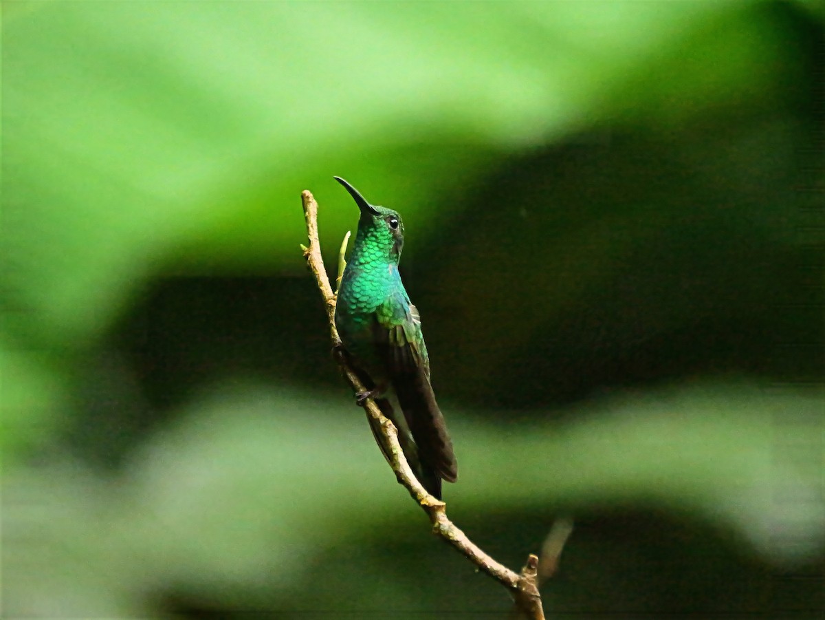 Colibrí de Buffon - ML646820712