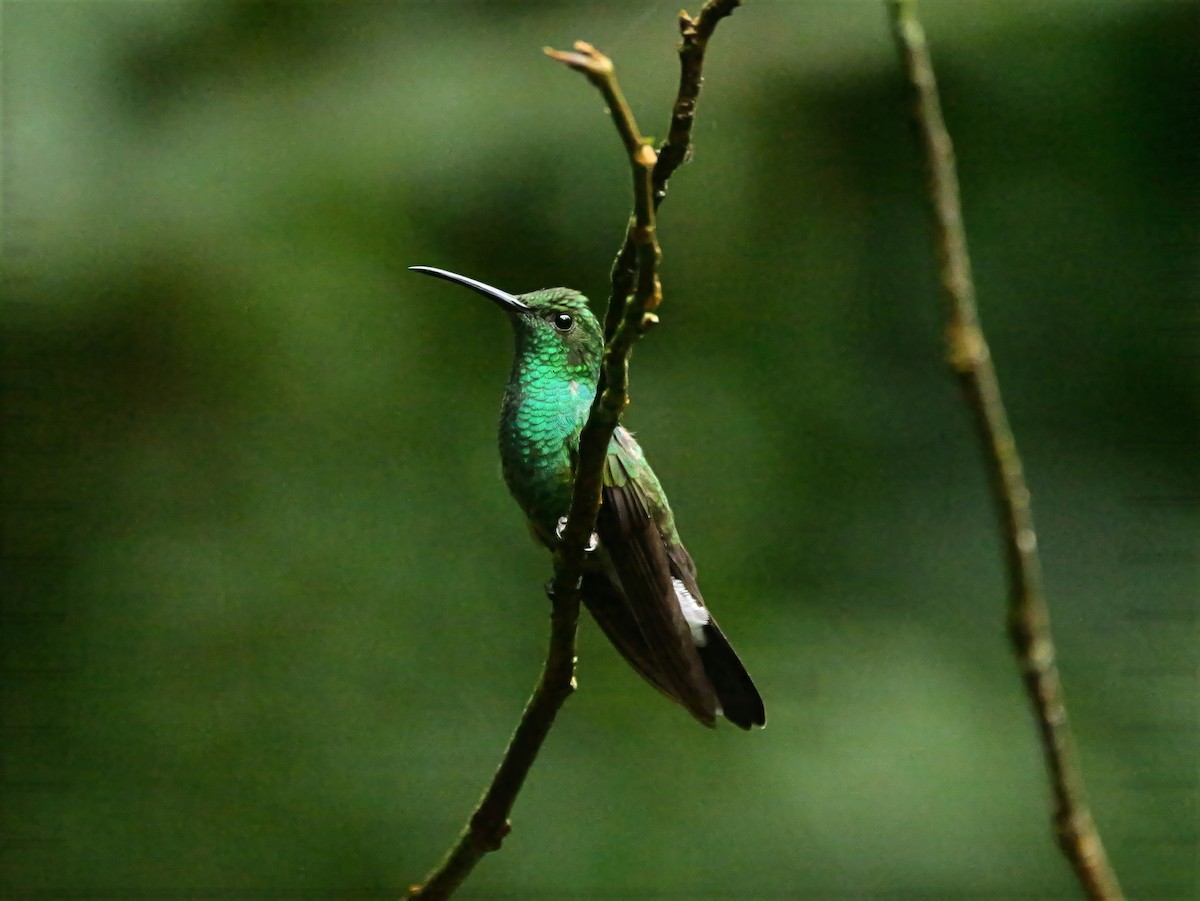 Colibrí de Buffon - ML646820713