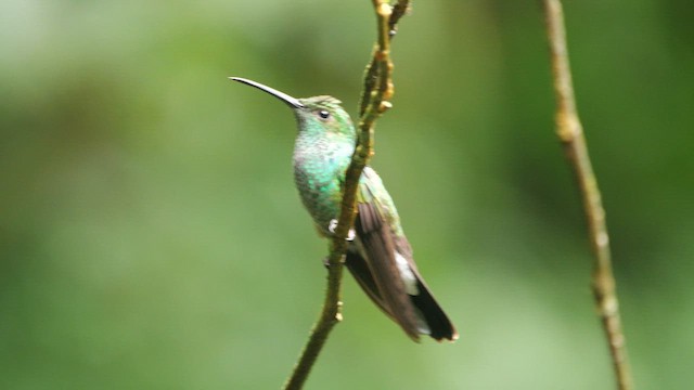 kolibřík bělořitý - ML646820714