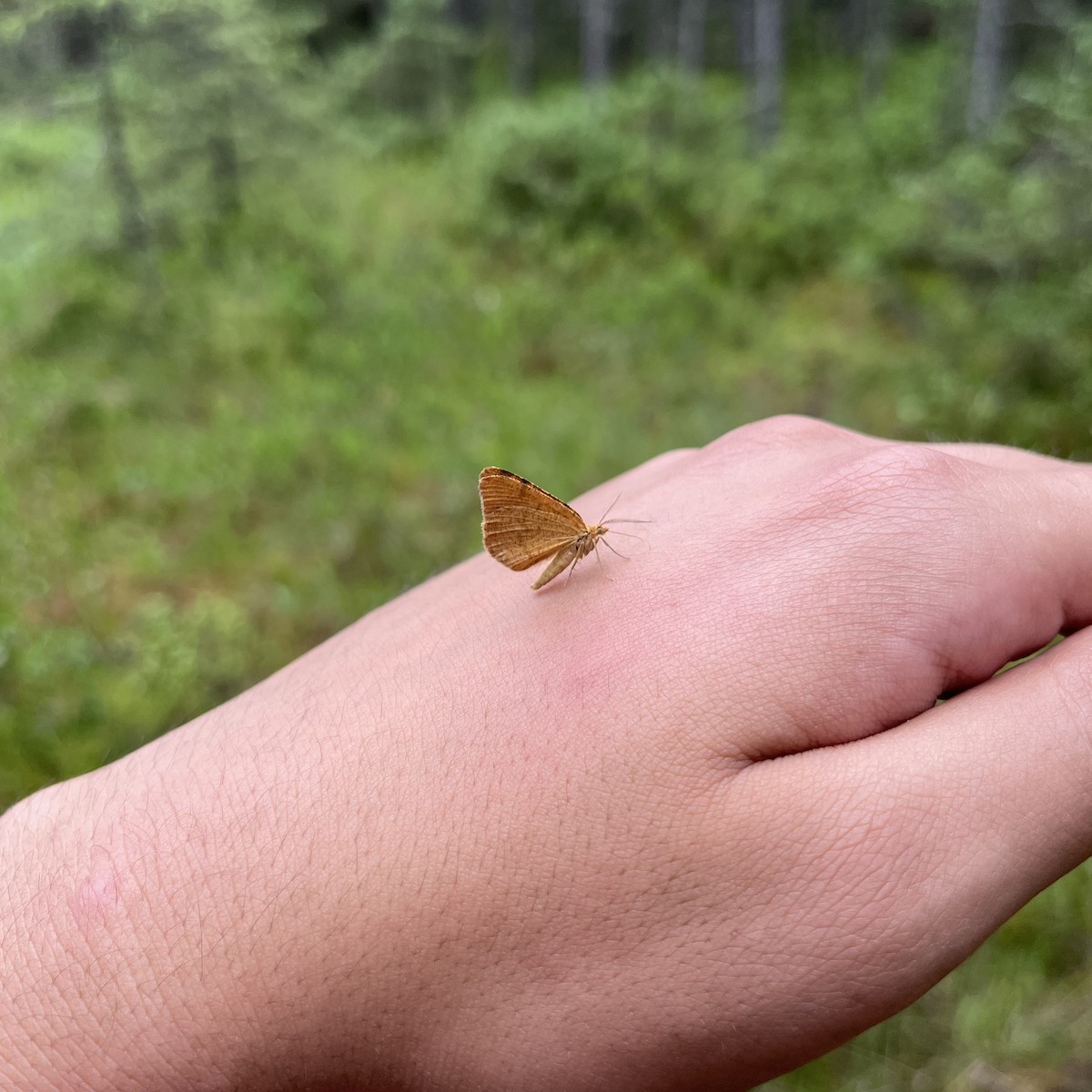 Butterflies and Moths - ML646820715