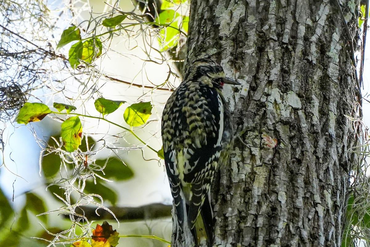 kanadasevjespett - ML646820719