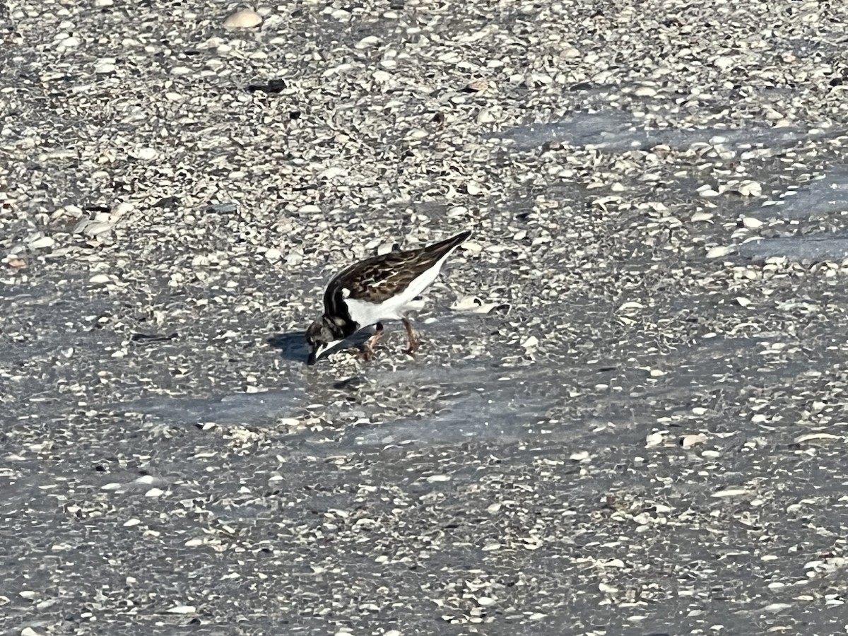 Steinwälzer - ML646820720