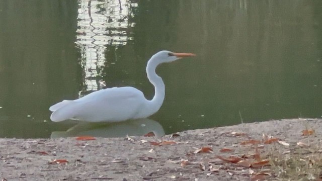 volavka bílá - ML646820723