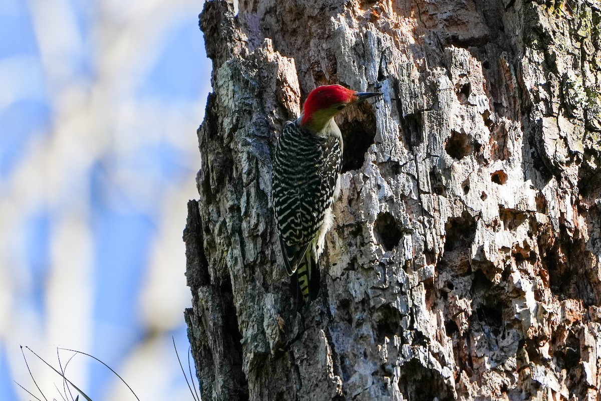 lundspett - ML646820725