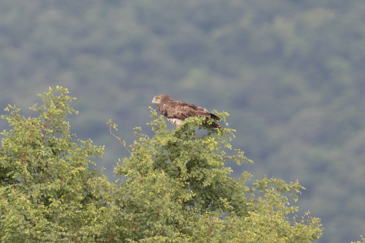 Short-toed Snake-Eagle - ML646820726