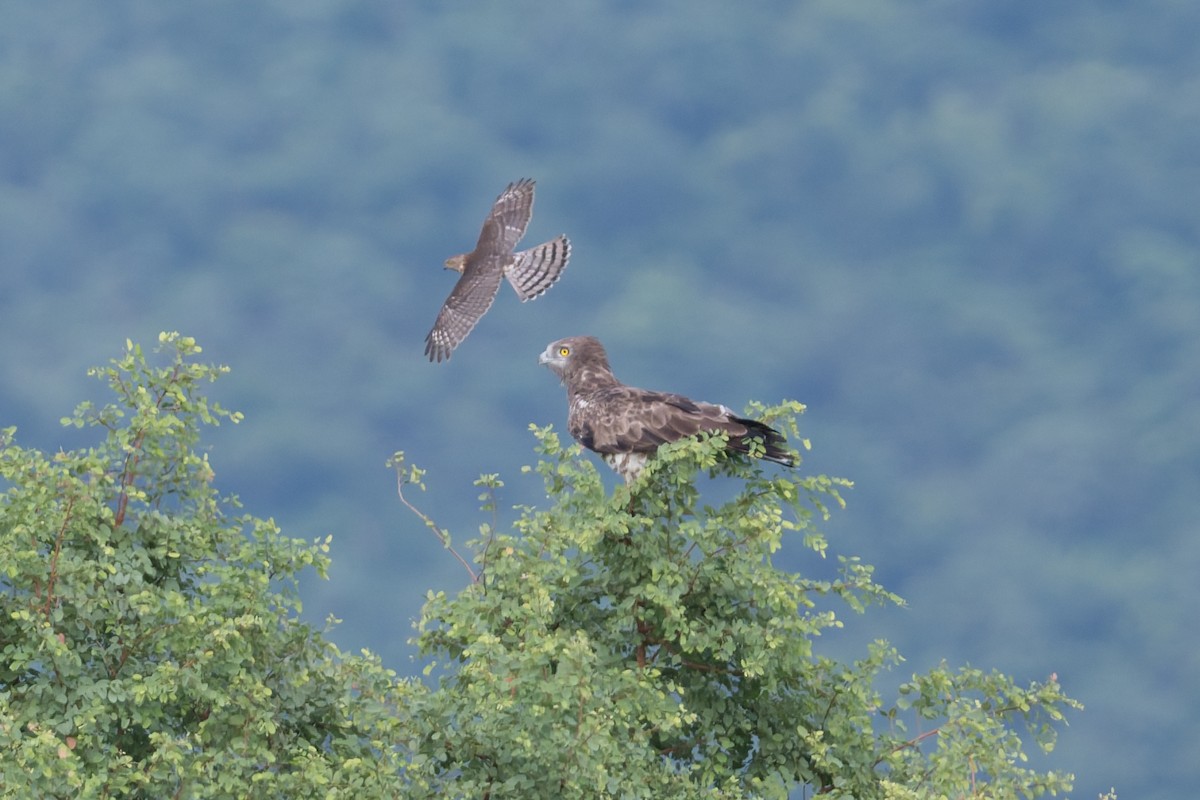 Short-toed Snake-Eagle - ML646820728