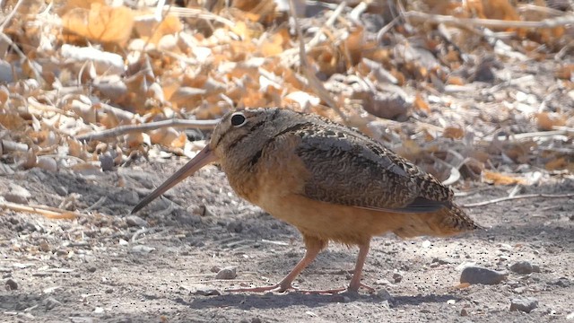 sluka americká - ML646820729