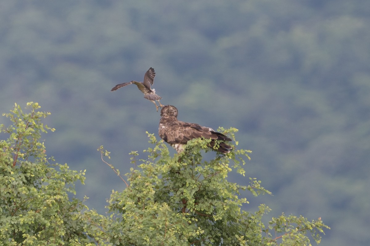Short-toed Snake-Eagle - ML646820731