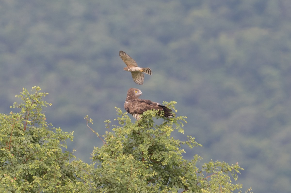 Short-toed Snake-Eagle - ML646820732