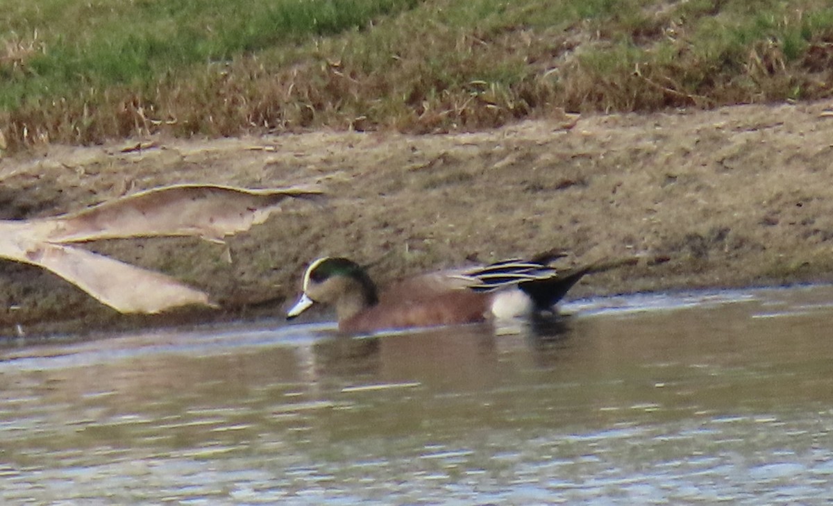 Canard d'Amérique - ML646820733