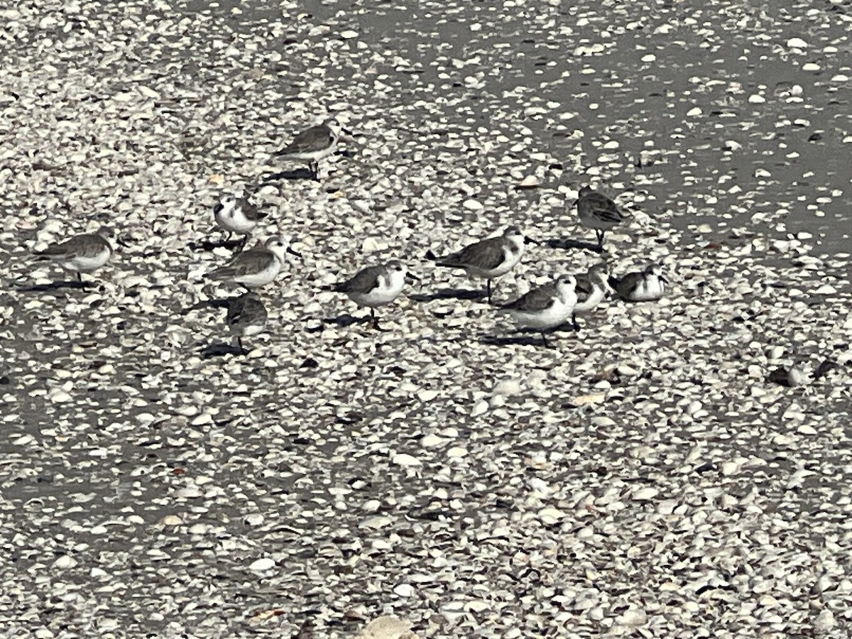 Sanderling - ML646820734